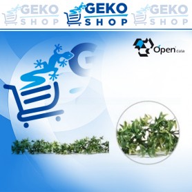 GHIRLANDA EDERA CM 180 